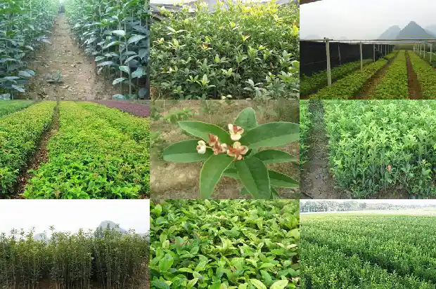 广东桂花树收购价格多少钱1682561610424