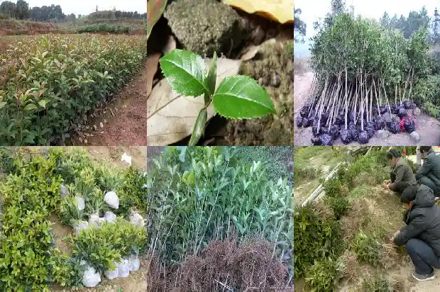 广东桂花树收购价格多少钱1682561610472