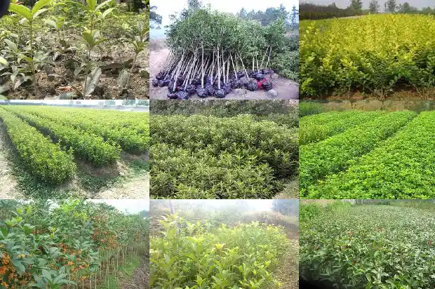 广东桂花树收购电话号码是多少1682561665619