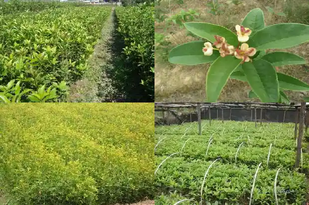 广东桂花树收购电话号码是多少1682561665667