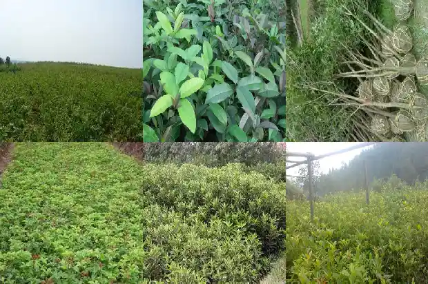 收购桂花树的电话是多少1682561827712