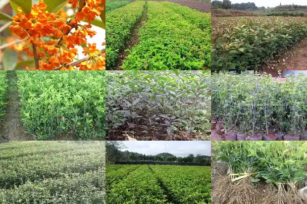 出售桂花树电话多少1682561886498