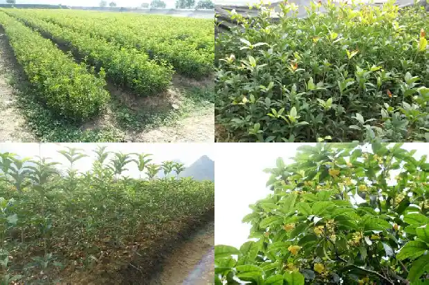 出售桂花树电话多少1682561886546
