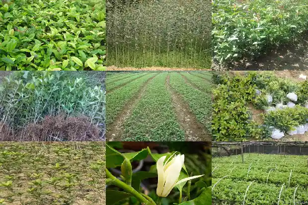 收购桂花树电话1682562034270