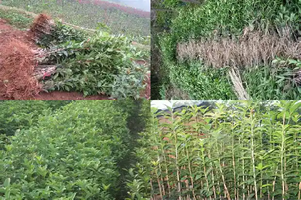 收购桂花树电话1682562034316
