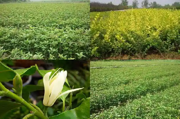 哪里有收购桂花树的公司啊多少钱1682562072227