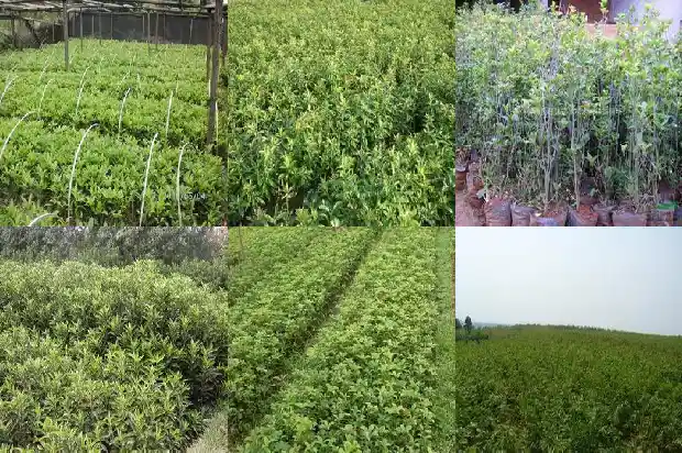 哪里有收购桂花树的公司啊多少钱1682562072273