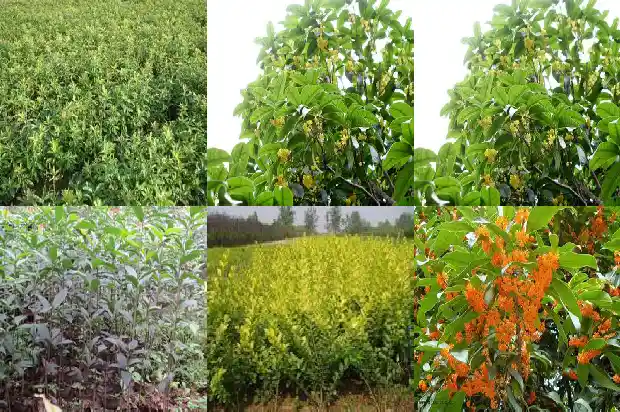 哪里有收购桂花树的公司啊多少钱1682562072321