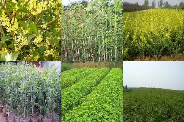 哪里有收购桂花树的公司地址呢1682562103667