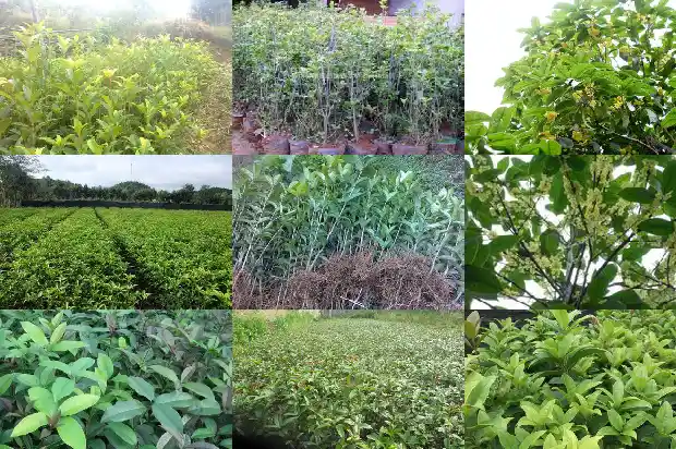 哪里有收购桂花树的公司地址呢1682562103715