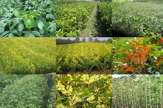 有收购桂花树的公司吗在哪里1682562135588