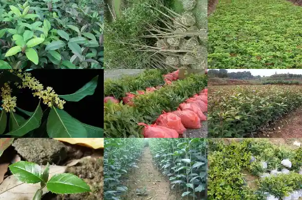 成都有没有收购桂花树的电话1682562163380