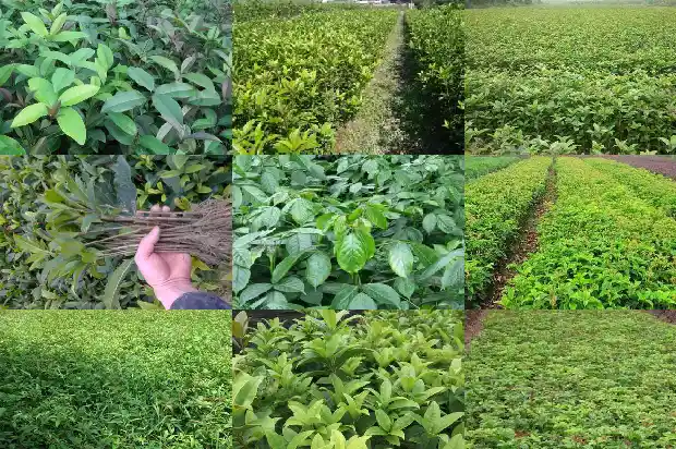 桂花树苗买回要怎么种才活1682562195624