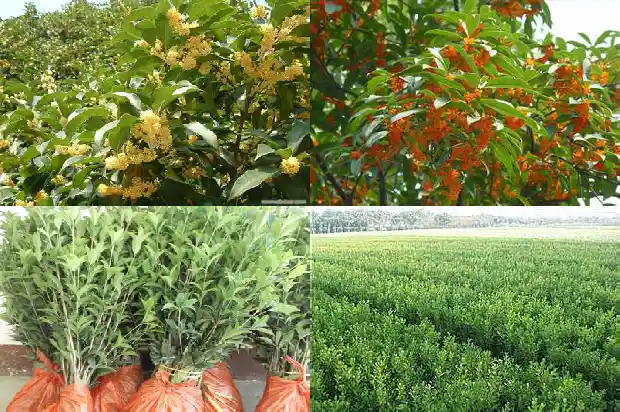 桂花树苗买回要怎么种才活1682562195719