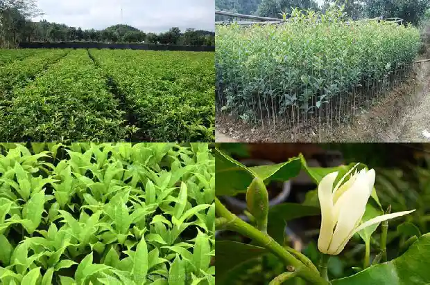 桂花树什么时候种植好1682562249016