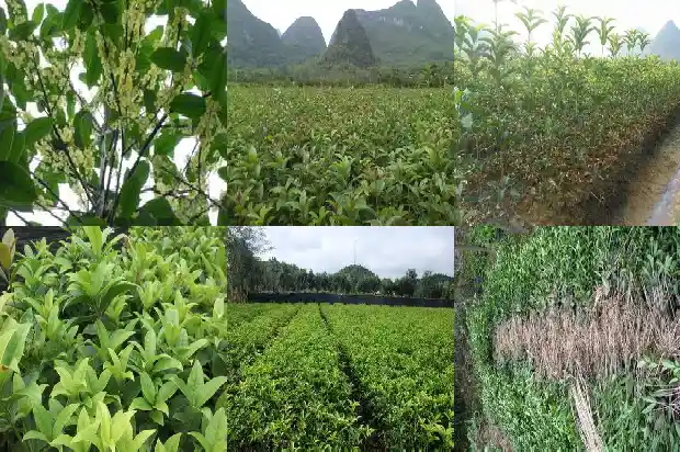 桂花树什么时候种植好1682562249064