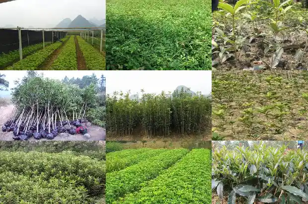 桂花树什么时候种植好1682562249160