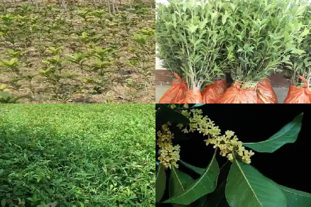 桂花树现在能栽活吗2020年11月开花1682562281282