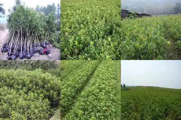 桂花树现在能栽活吗2020年11月开花1682562281329