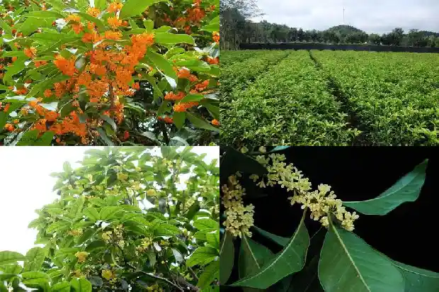 桂花树的前景如何写1682562338952