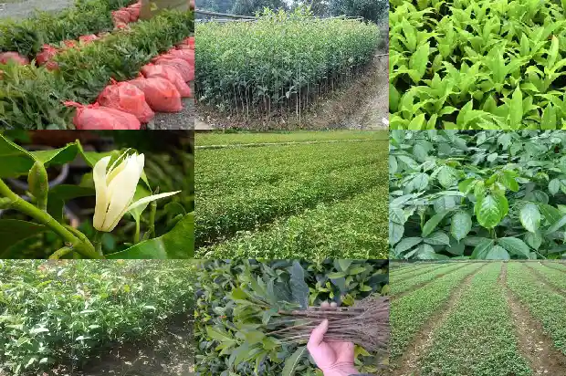 种桂花树好不好1682562366374