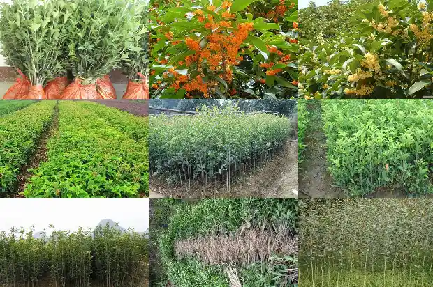 桂花树什么时候种植比较好呢1682562398080