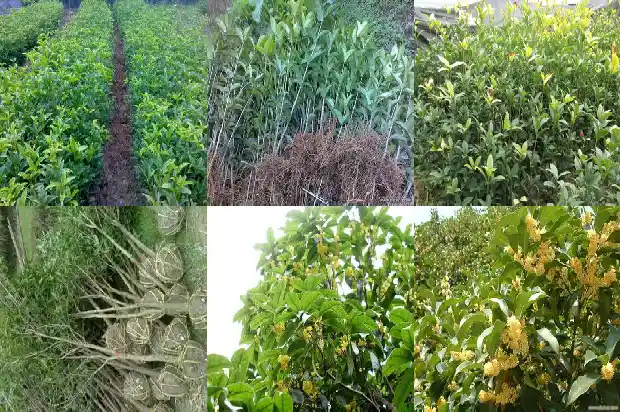桂花树什么时候种植比较好呢1682562398128