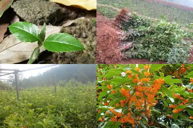 桂花树什么时候种植比较好呢1682562398176