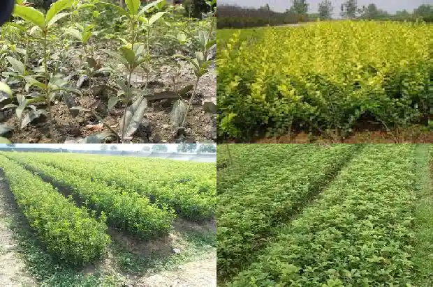桂花树什么时候种植合适1682562428239