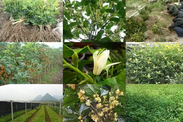 桂花树什么时候种植合适1682562428286