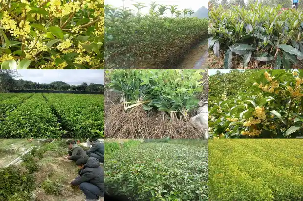 现在适合移栽桂花树吗北方1682562457691