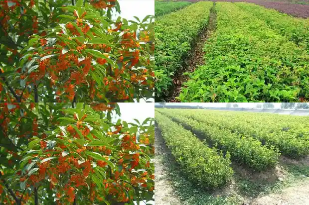 什么时间种植桂花树最好成活率最高1682562489908
