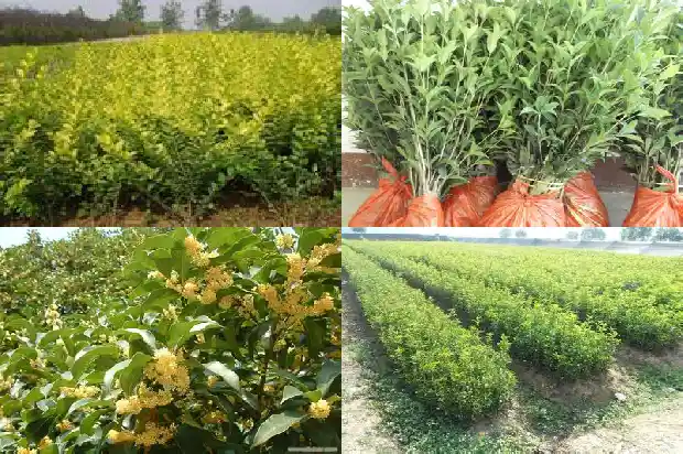 什么时间种植桂花树最好成活率最高1682562489954