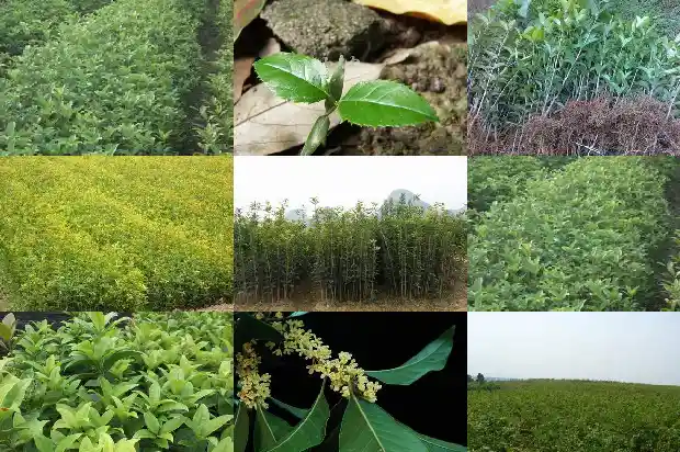 什么时间种植桂花树最好成活率最高1682562490001