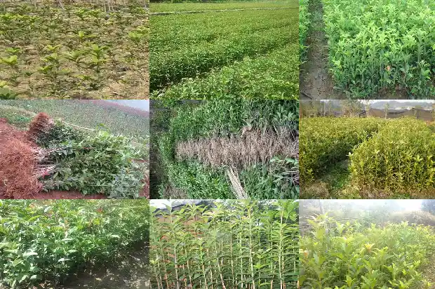 18年的桂花树价格多少钱一棵呀1682562580940