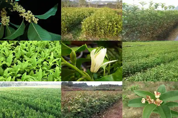 三米高的桂花树价格多少钱一盆1682562608760