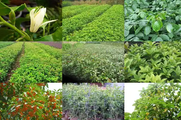 三米高的桂花树价格多少钱一盆1682562608856