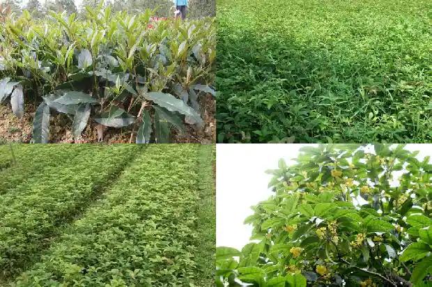 河南桂花苗批发1690158637402
