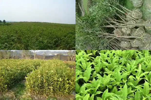 三米高的桂花树价格多少钱一棵呢1682562646057
