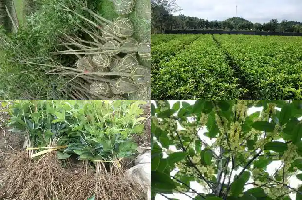 30年的金桂花树值多少钱1690072855296