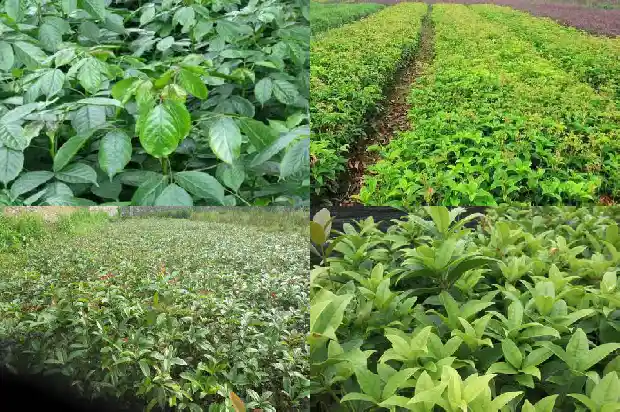 征收土地桂花树木补偿1682562733936