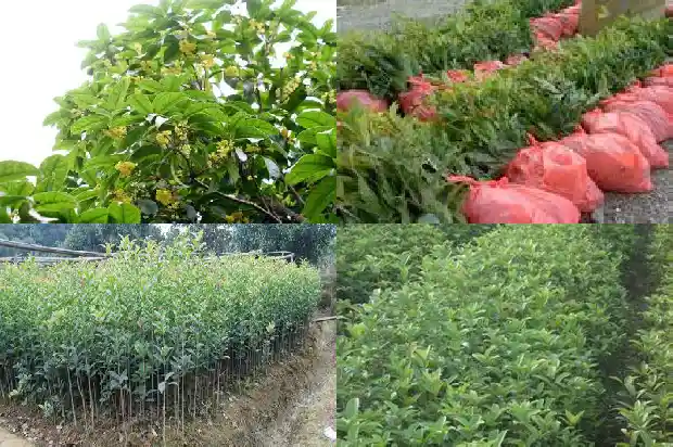 征收土地桂花树木补偿1682562733984