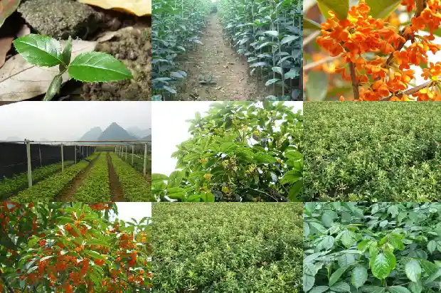 罗汉果花和桂花能一起喝吗功效1689121853163