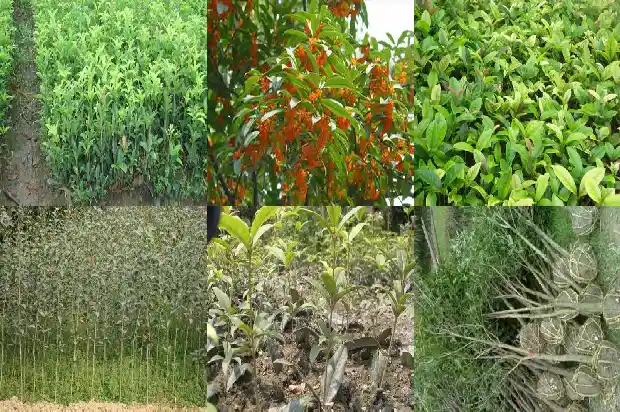 玫瑰花茶和桂花茶一起喝有什么好处1689208564999