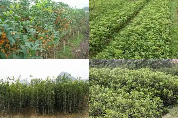 怎么形容桂花树的香味1682562854030
