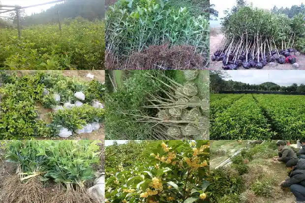 形容桂花香的味道1682562893554