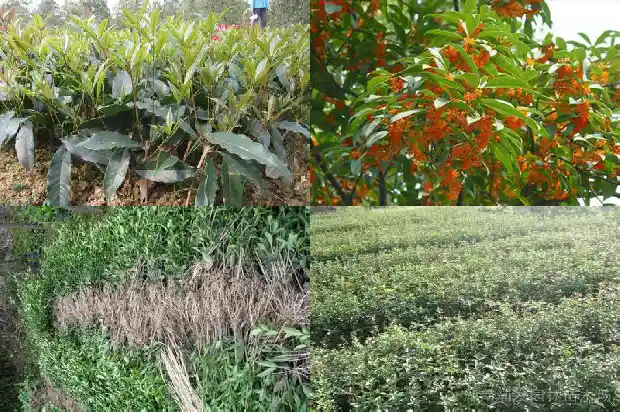 桂花树的味道是什么1682562912047