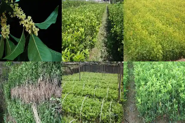 桂花树的味道是什么1682562912094