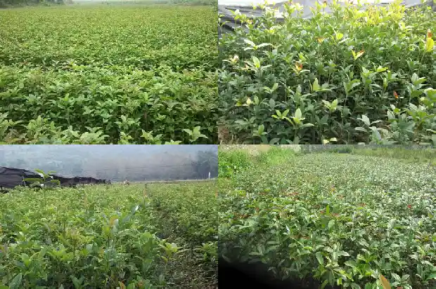 关于桂花香的优美句子1682563006112