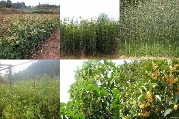 桂花树的嫩叶是什么颜色1682563065673